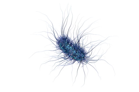 Escherichia coli isolated on white background, model of bacteria, realistic illustration of microbes, microorganisms, rod-shaped bacteria with pilli and flagellaの写真素材