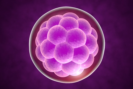 Human embryo on colorful background. 3D viewの写真素材