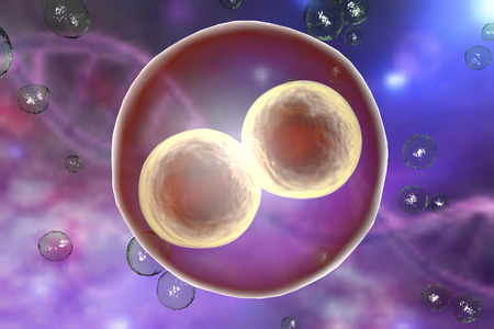 Human embryo on the stage of two cells on background with DNAの写真素材