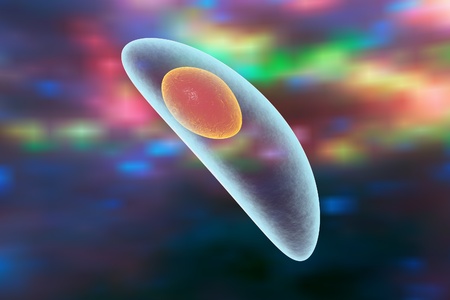 Toxoplasma gondii on colorful background. Protozoan which is transmitted from cats and other animals and causes toxoplasmosis especially dangerous for pregnant womenの写真素材