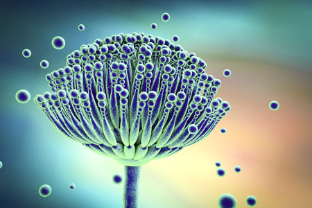 Fungi Aspergillus, Aspergillus fumigatus, Aspergillus niger, black mold, which produce aflatoxins, cause pulmonary infection aspergillosis. 3D illustrationの写真素材
