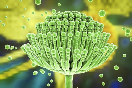 Fungi Aspergillus, Aspergillus fumigatus, Aspergillus niger, black mold, which produce aflatoxins, cause pulmonary infection aspergillosis. 3D illustrationの写真素材