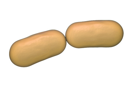 Bacterial infection. Rod-shaped bacteria isolated on white background, 3D illustrationの写真素材