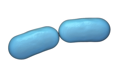 Bacterial infection. Rod-shaped bacteria isolated on white background, 3D illustrationの写真素材