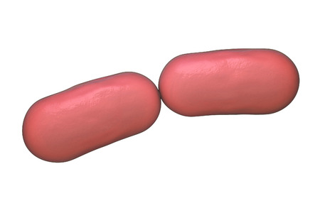 Bacterial infection. Rod-shaped bacteria isolated on white background, 3D illustrationの写真素材