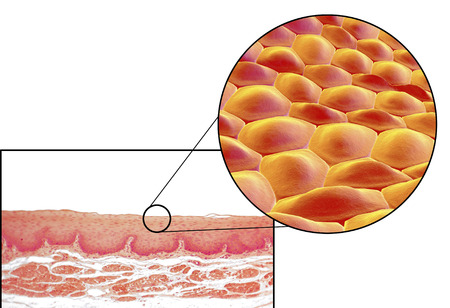 Human cells, light micrograph and 3D illustration. Micrograph shows non-keratinized stratified squamous epithelium of esophagusの写真素材