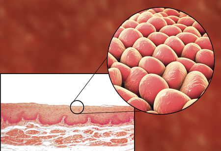 Human cells, light micrograph and 3D illustration. Micrograph shows non-keratinized stratified squamous epithelium of esophagusの写真素材