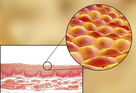 Human cells, light micrograph and 3D illustration. Micrograph shows non-keratinized stratified squamous epithelium of esophagusの写真素材