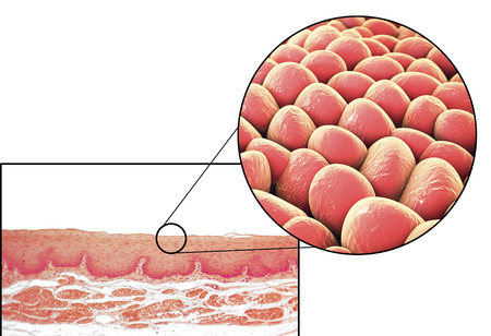 Human cells, light micrograph and 3D illustration. Micrograph shows non-keratinized stratified squamous epithelium of esophagusの写真素材