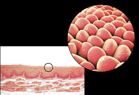 Human cells, light micrograph and 3D illustration. Micrograph shows non-keratinized stratified squamous epithelium of esophagusの写真素材