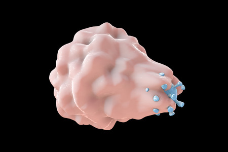 White blood cell engulfing a virus, 3D illustrationの写真素材