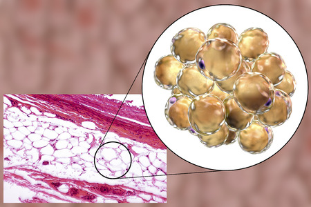 White adipose tissue, light micrograph and 3D illustration, hematoxilin and eosin staining, magnification 100x. Fat cells (adipocytes) have large lipid droplet which remains unstainedの写真素材