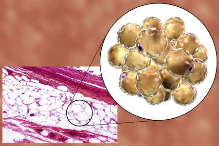 White adipose tissue, light micrograph and 3D illustration, hematoxilin and eosin staining, magnification 100x. Fat cells (adipocytes) have large lipid droplet which remains unstainedの写真素材