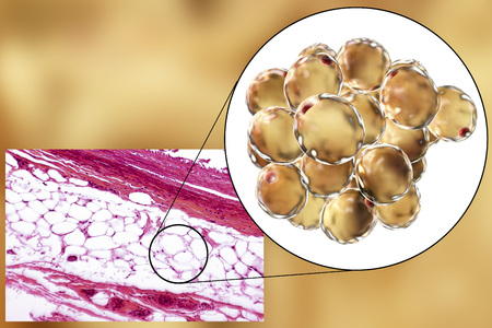 White adipose tissue, light micrograph and 3D illustration, hematoxilin and eosin staining, magnification 100x. Fat cells (adipocytes) have large lipid droplet which remains unstainedの写真素材