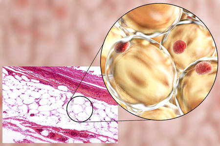 White adipose tissue, light micrograph and 3D illustration, hematoxilin and eosin staining, magnification 100x. Fat cells (adipocytes) have large lipid droplet which remains unstainedの写真素材