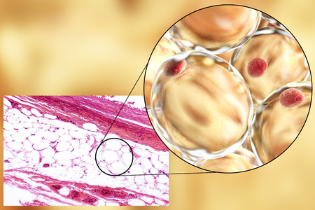 White adipose tissue, light micrograph and 3D illustration, hematoxilin and eosin staining, magnification 100x. Fat cells (adipocytes) have large lipid droplet which remains unstainedの写真素材