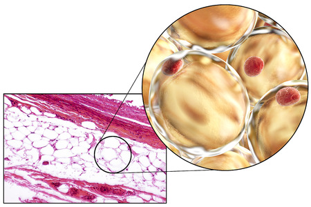 White adipose tissue, light micrograph and 3D illustration, hematoxilin and eosin staining, magnification 100x. Fat cells (adipocytes) have large lipid droplet which remains unstainedの写真素材