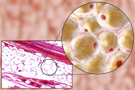 White adipose tissue, light micrograph and 3D illustration, hematoxilin and eosin staining, magnification 100x. Fat cells (adipocytes) have large lipid droplet which remains unstainedの写真素材