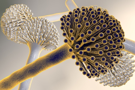 Fungi Aspergillus, black mold which produce aflatoxins and cause pulmonary infection aspergillosis, 3D illustrationの写真素材