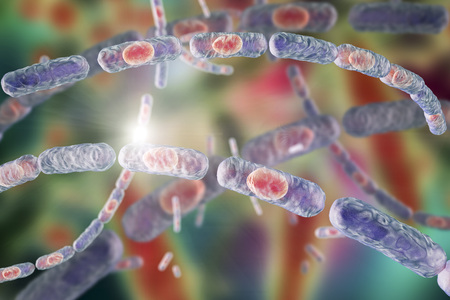 Bacillus anthracis, gram-positive spore forming bacteria which cause anthrax and are used as...