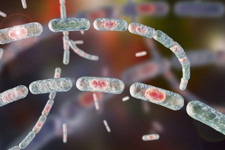 Bacillus anthracis, gram-positive spore forming bacteria which cause anthrax and are used as...