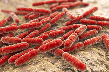 Bacteria Lactobacillus, gram-positive rod-shaped lactic acid bacteria which are part of normal flora of human intestine are used as probiotics and in yoghurt production, 3D illustrationの写真素材
