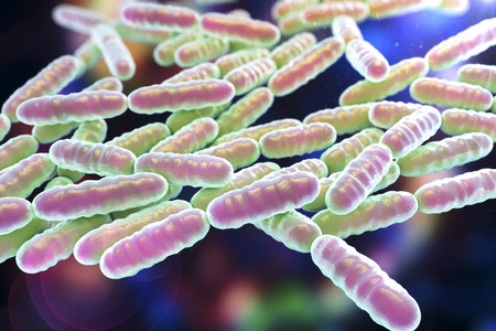 Bacteria Lactobacillus, gram-positive rod-shaped lactic acid bacteria which are part of normal flora...