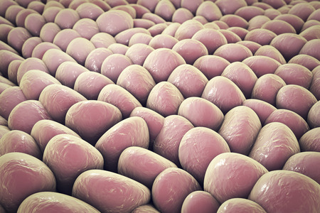Layer of cells, human skin cells or epithelial cells. 3D illustrationの写真素材