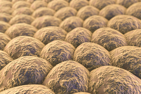 Layer of cells, human skin cells or epithelial cells. 3D illustration