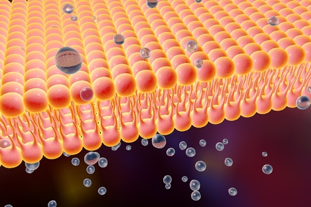 Cell membrane, lipid bilayer, 3d illustration of a diffusion of liquid molecules through cell membraneの写真素材