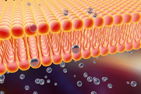 Cell membrane, lipid bilayer, 3d illustration of a diffusion of liquid molecules through cell membraneの写真素材