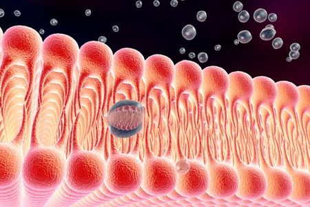 Cell membrane, lipid bilayer, 3d illustration of a diffusion of liquid molecules through cell membraneの写真素材