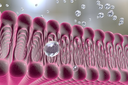 Cell membrane, lipid bilayer, 3d illustration of a diffusion of liquid molecules through cell membraneの写真素材