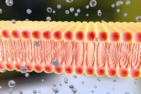Cell membrane, lipid bilayer, 3d illustration of a diffusion of liquid molecules through cell membraneの写真素材