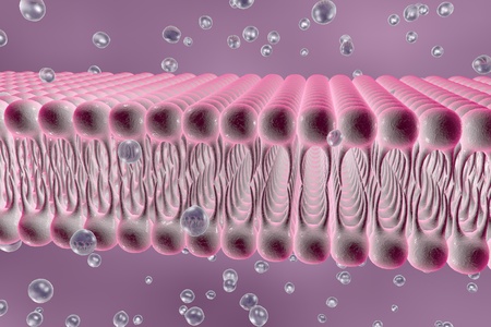 Cell membrane, lipid bilayer, 3d illustration of a diffusion of liquid molecules through cell membraneの写真素材