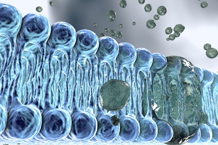 Cell membrane, lipid bilayer, 3d illustration of a diffusion of liquid molecules through cell membraneの写真素材
