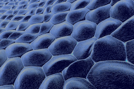 Layer of cells, human skin cells or epithelial cells. 3D illustration
