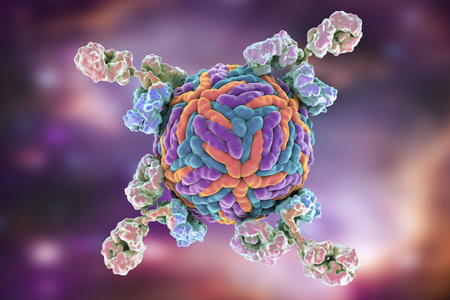 Antibodies attacking Zika virus. Immunoglobulins and virus, 3d illustration. Can be used to illustrate principles of diagnostics or antiviral immunityの写真素材