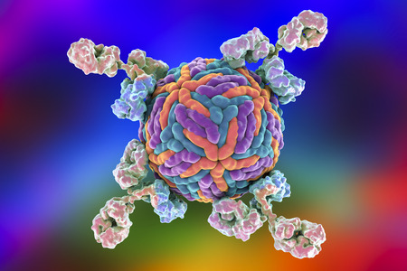 Antibodies attacking Zika virus. Immunoglobulins and virus, 3d illustration. Can be used to illustrate principles of diagnostics or antiviral immunityの写真素材