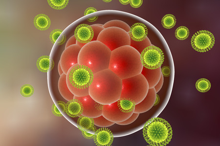 Zika viruses infecting human embryo, 3D illustration. Viruses which cause Zika fever found in Brazil and other tropical countries. Zika fever in pregnant women leads to microcephaly in fetusの写真素材