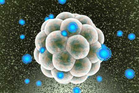 Zika viruses infecting human embryo, 3D illustration. Viruses which cause Zika fever found in Brazil and other tropical countries. Zika fever in pregnant women leads to microcephaly in fetusの写真素材