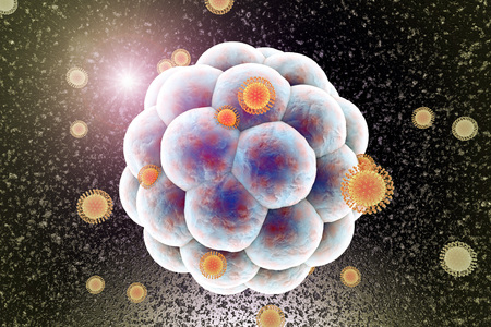 Zika viruses infecting human embryo, 3D illustration. Viruses which cause Zika fever found in Brazil and other tropical countries. Zika fever in pregnant women leads to microcephaly in fetusの写真素材