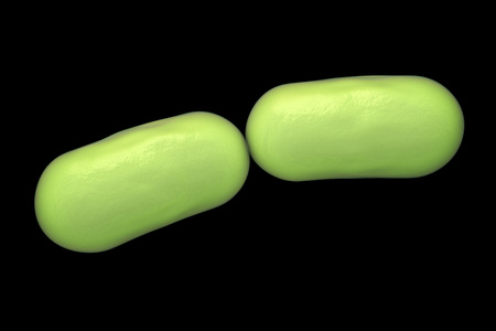 Bacterial infection. Rod-shaped bacteria, close-up view. 3D illustrationの写真素材