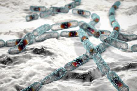 Bacillus cereus, gram-positive spore-producing bacteria arranged in chains which cause food...