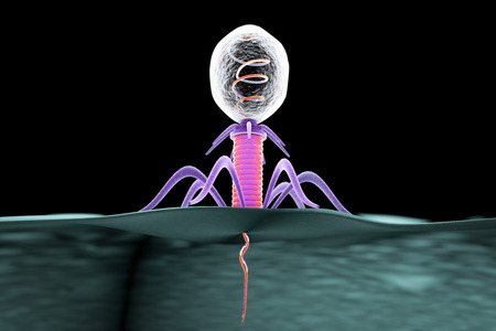 Bacteriophage infecting bacterium, 3D illustration which shows the process of insertion DNA into bacterial cellの写真素材