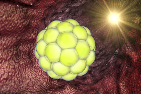 Early stage embryo in the reproductive tract, morula. Stem cell research. 3d illustration