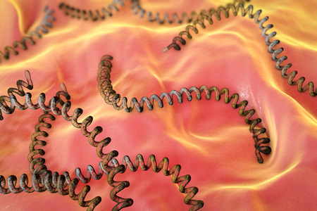 Leptospira, spiral bacteria which cause leptospirosis, 3D illustrationの写真素材