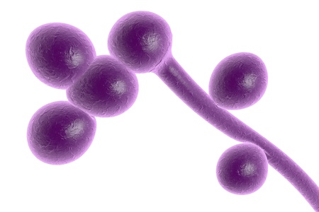 3D illustration of fungi Candida albicans which cause candidiasis, thrush, on colorful background....