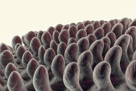 Tongue papillae, 3D illustration. Close up viewの写真素材