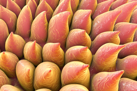 Tongue papillae, 3D illustration. Close up view